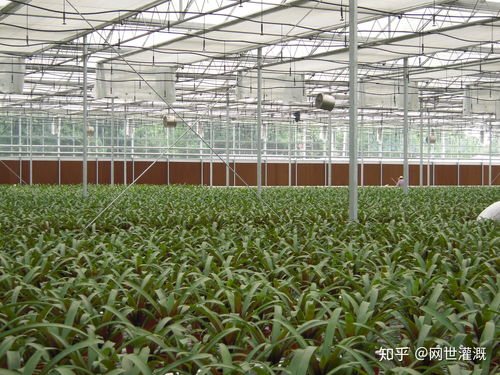 微喷灌设备应用于温室大棚花卉育苗的好处