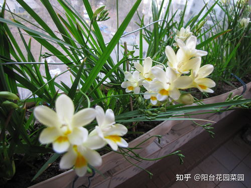 4种自带 体香 的花,花大色艳香气足,阳台养一盆,人人闻香气